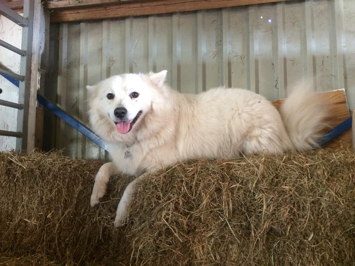 Blanding af racer Kanta billede 5