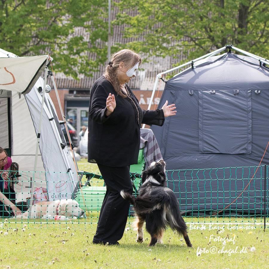 Border collie Maddie, stambogsnavn Emma (RIP 2020) billede 7