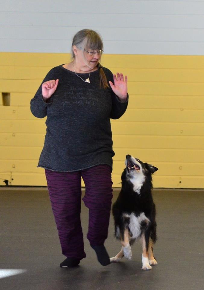 Border collie Maddie, stambogsnavn Emma (RIP 2020) billede 2
