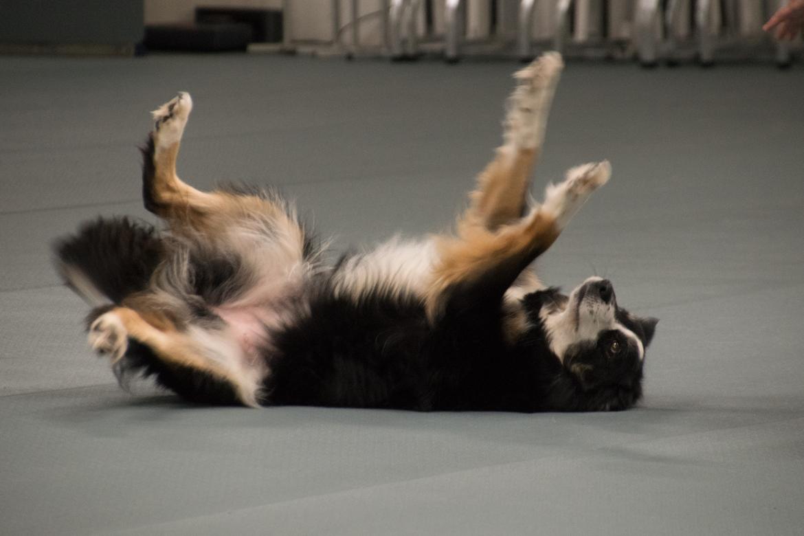 Border collie Maddie, stambogsnavn Emma (RIP 2020) billede 11