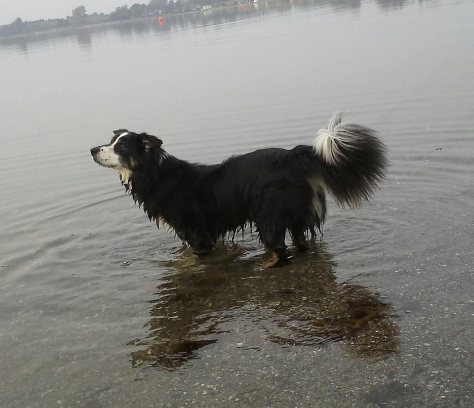 Border collie Maddie, stambogsnavn Emma (RIP 2020) billede 14