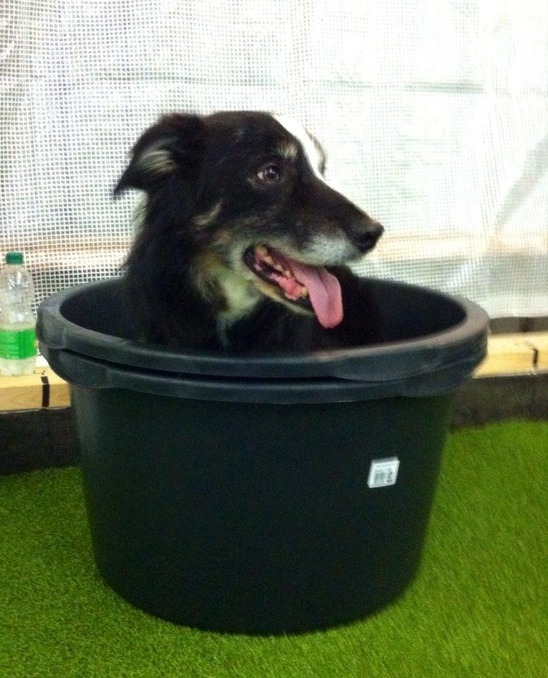Border collie Maddie, stambogsnavn Emma (RIP 2020) billede 10