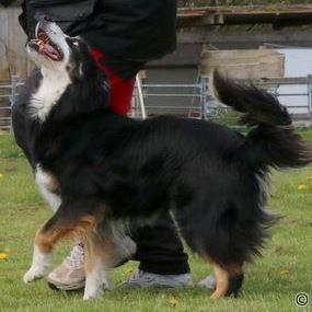 Border collie Maddie, stambogsnavn Emma (RIP 2020) billede 12