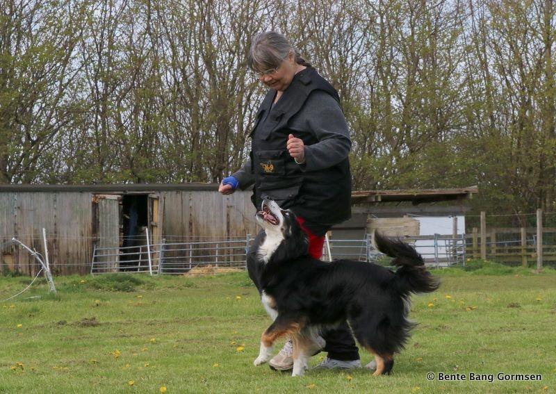 Border collie Maddie, stambogsnavn Emma (RIP 2020) billede 16