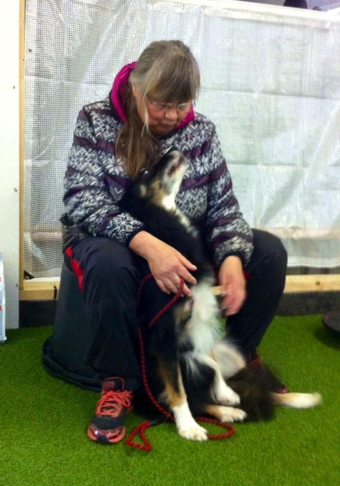 Border collie Maddie, stambogsnavn Emma (RIP 2020) billede 15