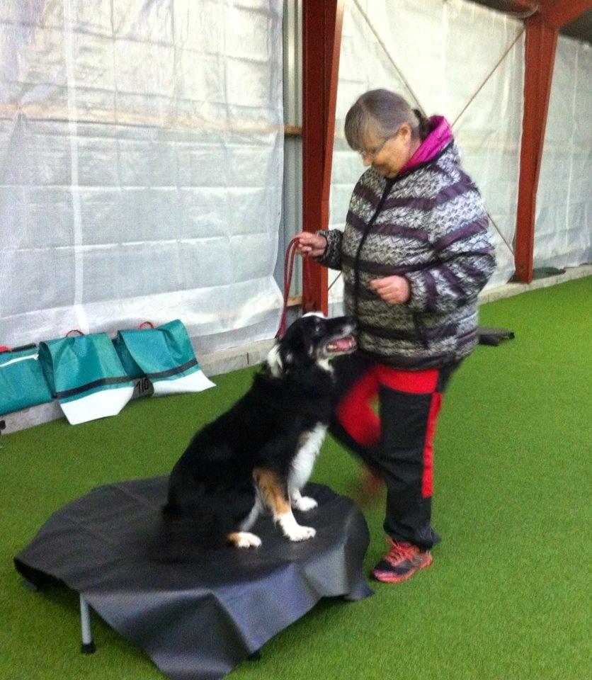 Border collie Maddie, stambogsnavn Emma (RIP 2020) billede 17