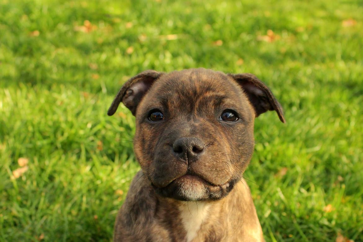 Staffordshire bull terrier Kissing Angels The Living Daylight - aka Kayzer - 9 uer gammel billede 16