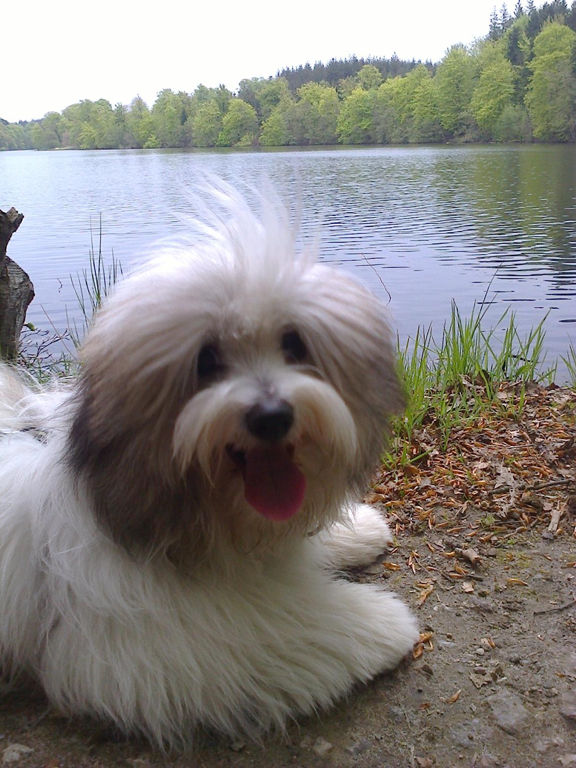 Coton de tulear King - Tur rundt om Langsø billede 15