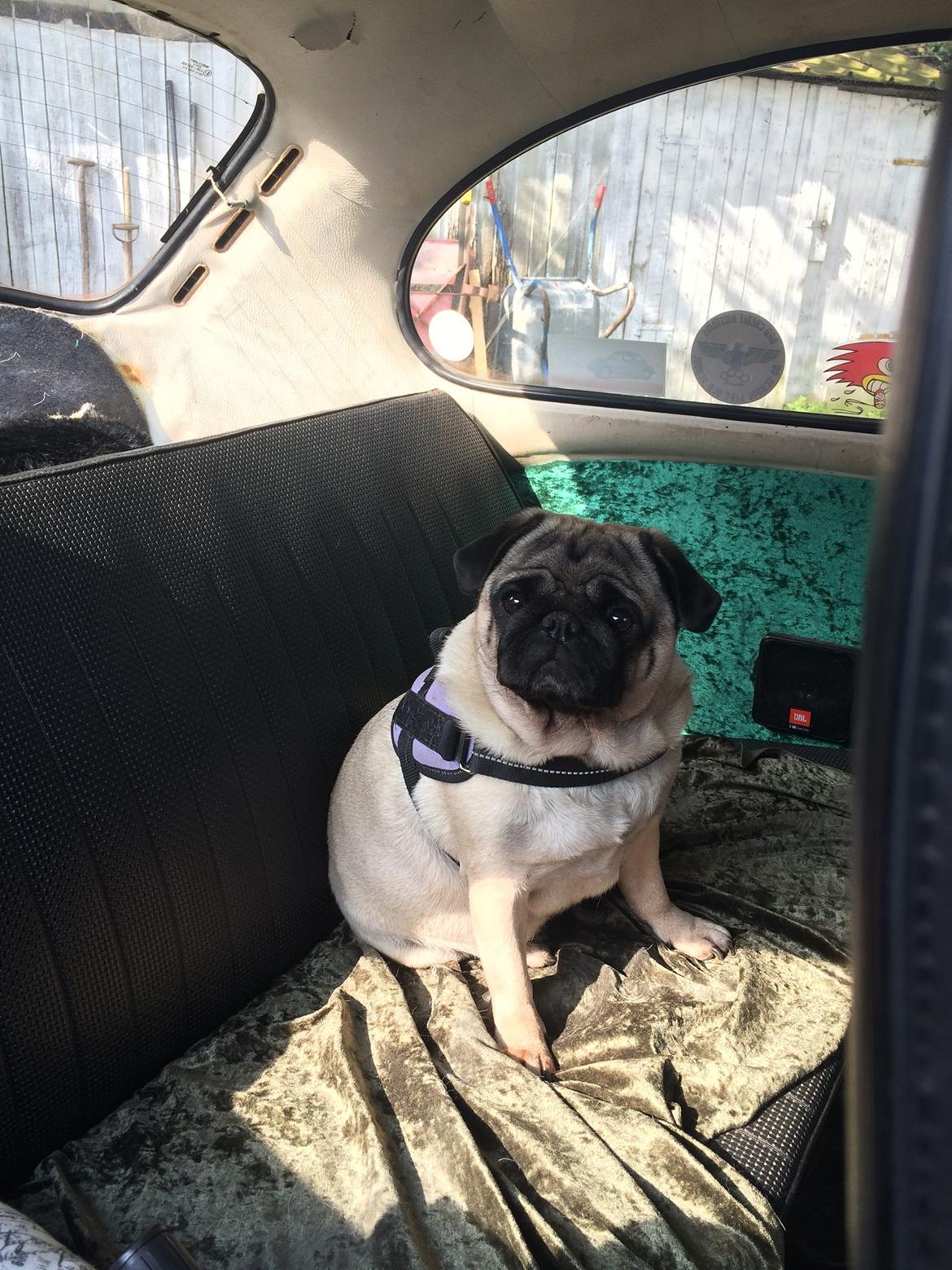 Mops Martha  billede 27