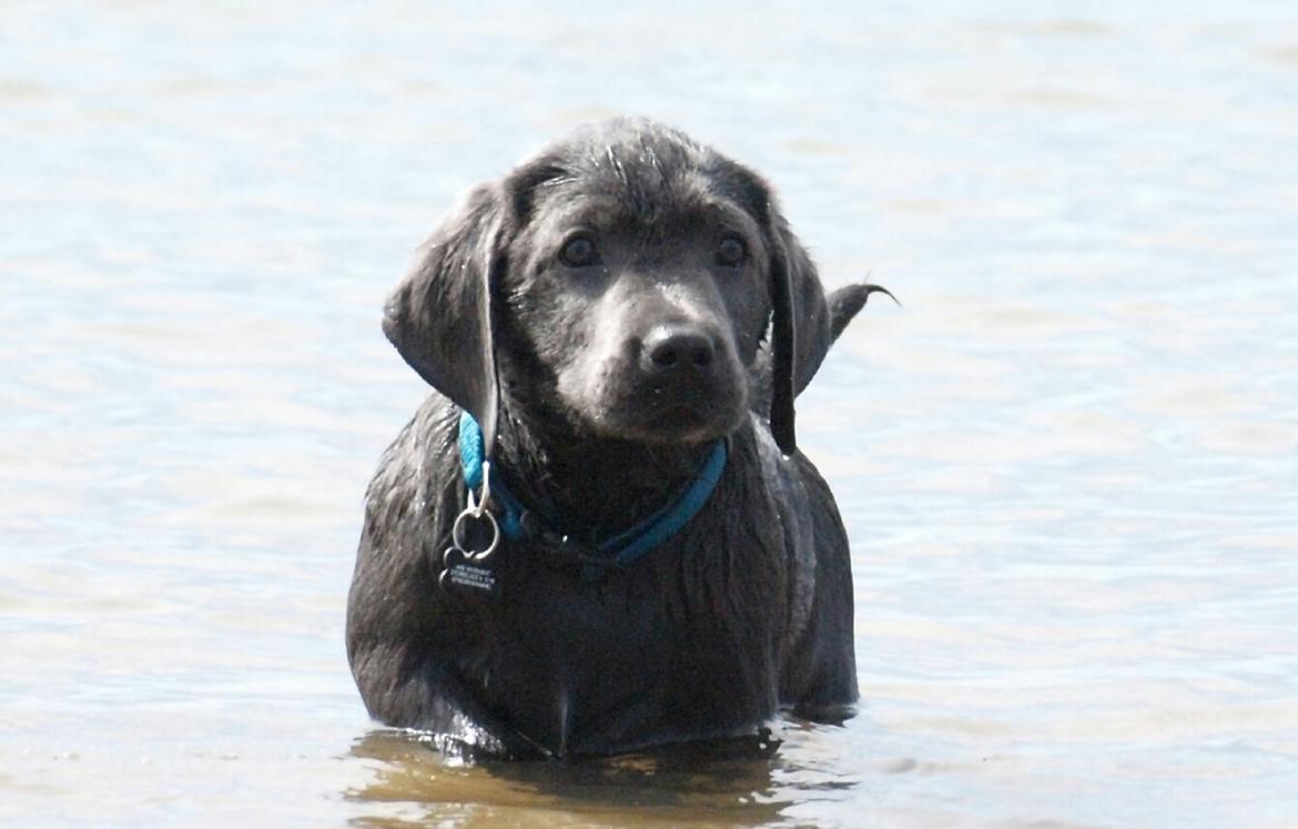 Labrador retriever Ivar von haulundgaard (otto) billede 3