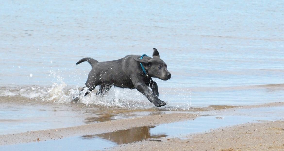Labrador retriever Ivar von haulundgaard (otto) billede 1