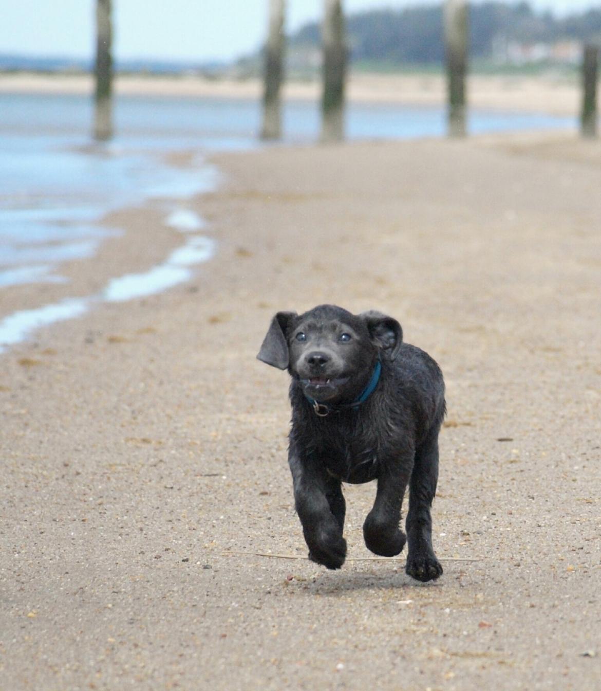 Labrador retriever Ivar von haulundgaard (otto) billede 25