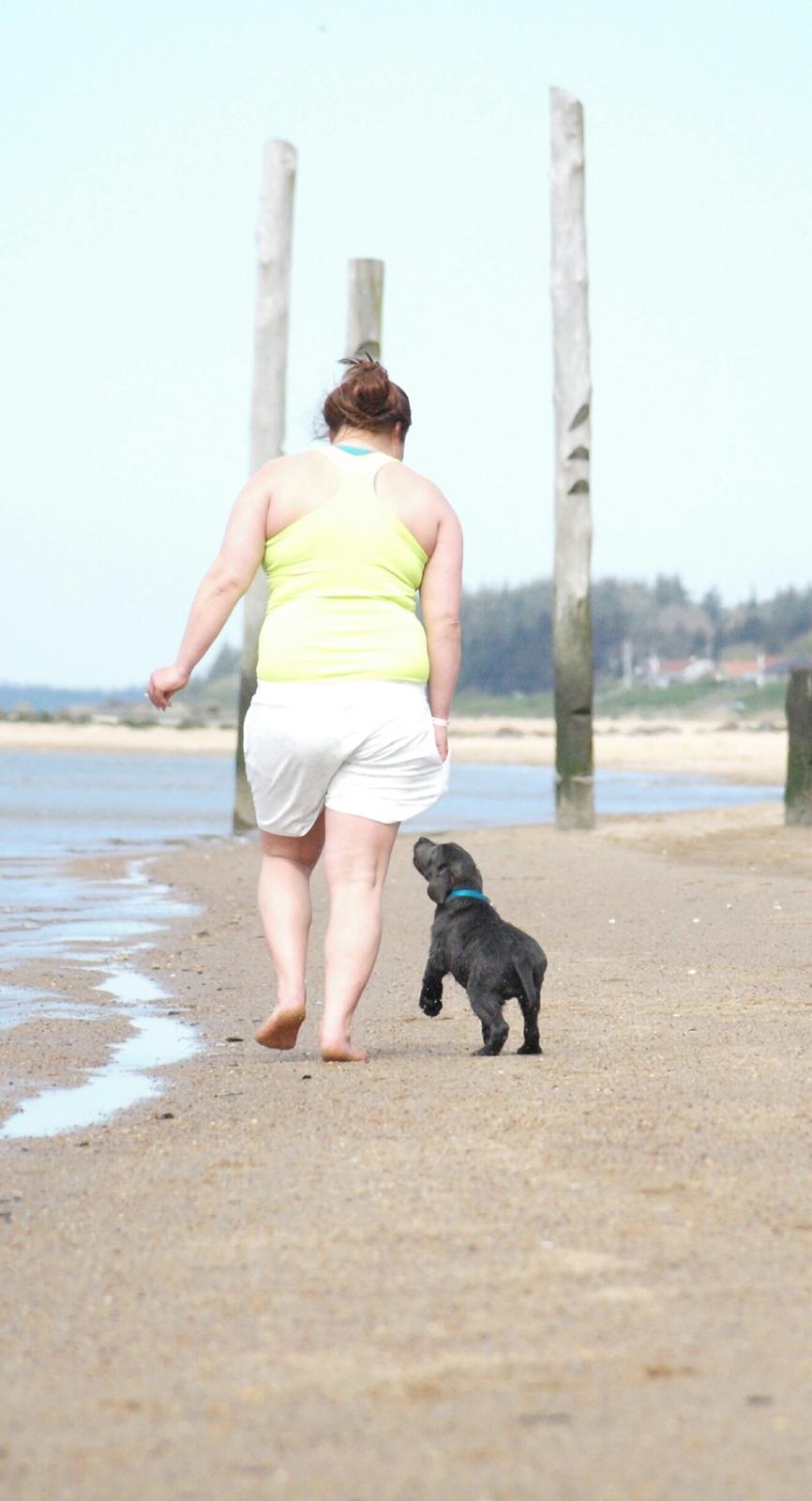 Labrador retriever Ivar von haulundgaard (otto) billede 11