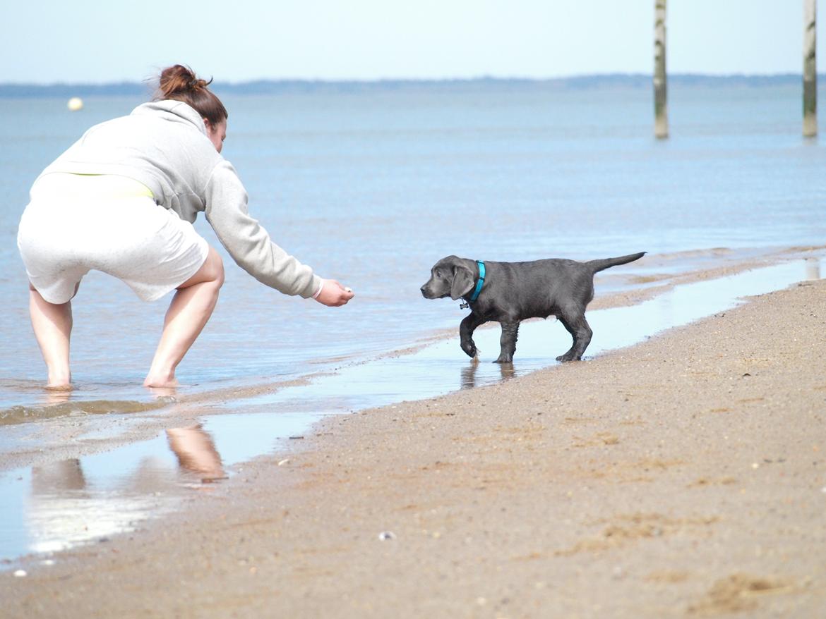 Labrador retriever Ivar von haulundgaard (otto) billede 14