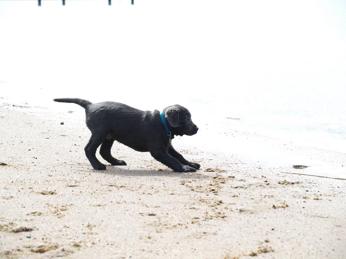 Labrador retriever Ivar von haulundgaard (otto) billede 28