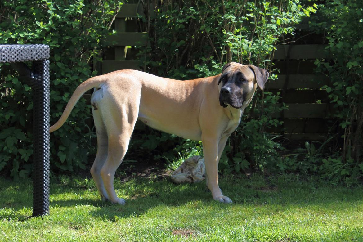 Perro de Presa Canario Crystal Fuerza Bull (Mina) - 13 mdr. og 2 uger gammel billede 19