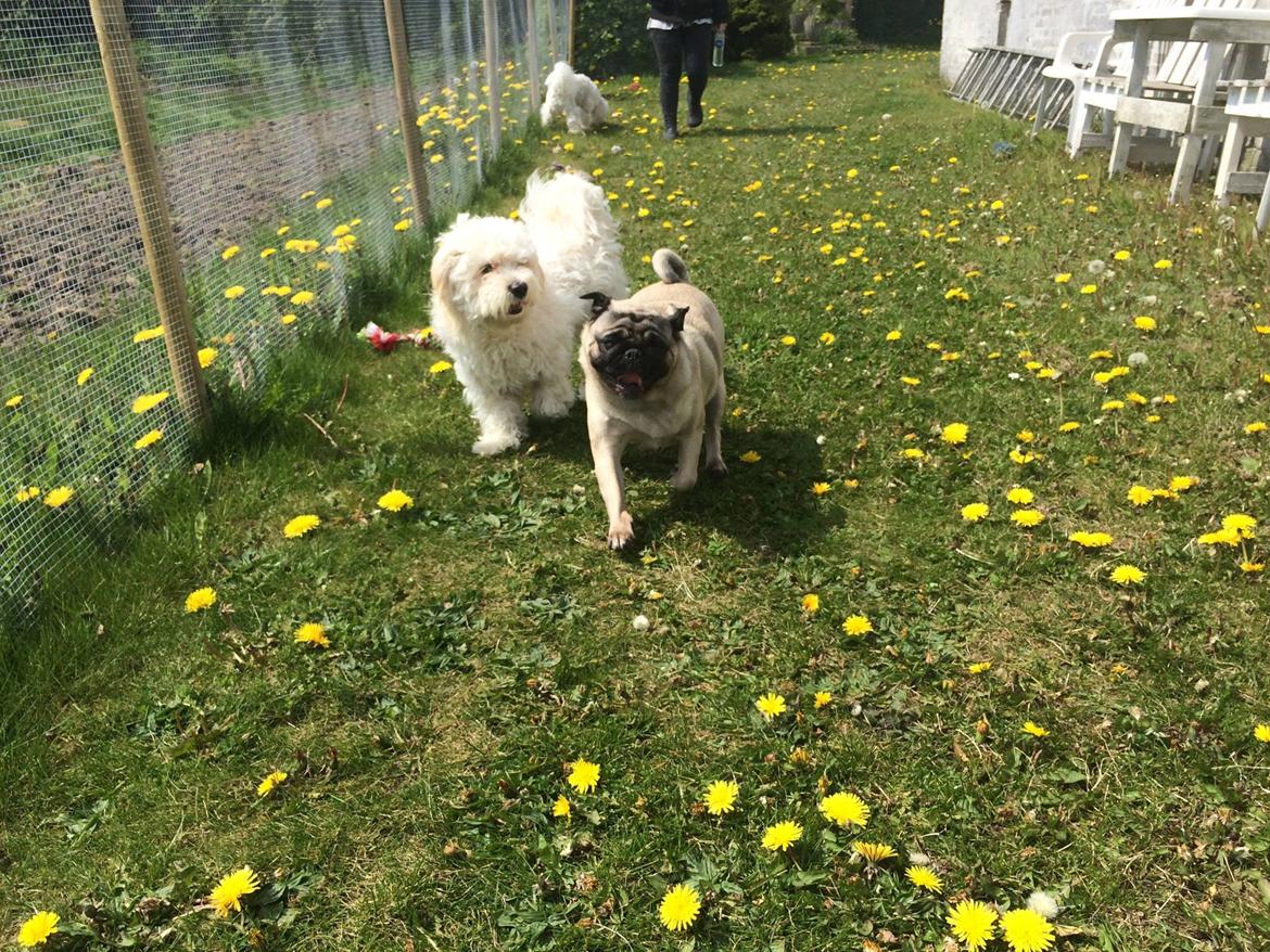 Mops Martha  billede 28