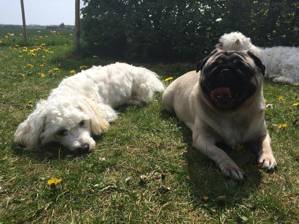 Mops Martha  - Martha og Carlo de to er bare bedste venner  billede 29