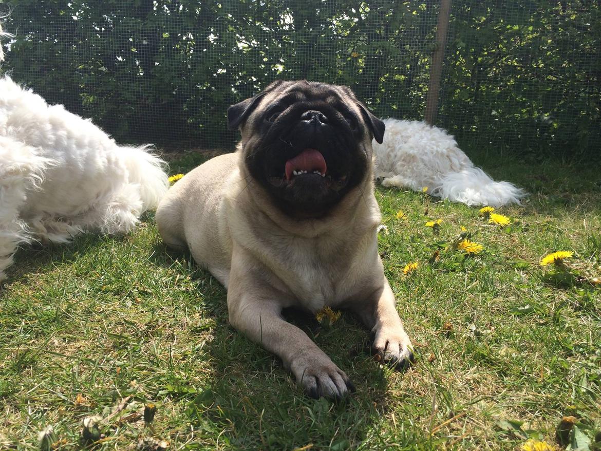 Mops Martha  billede 30