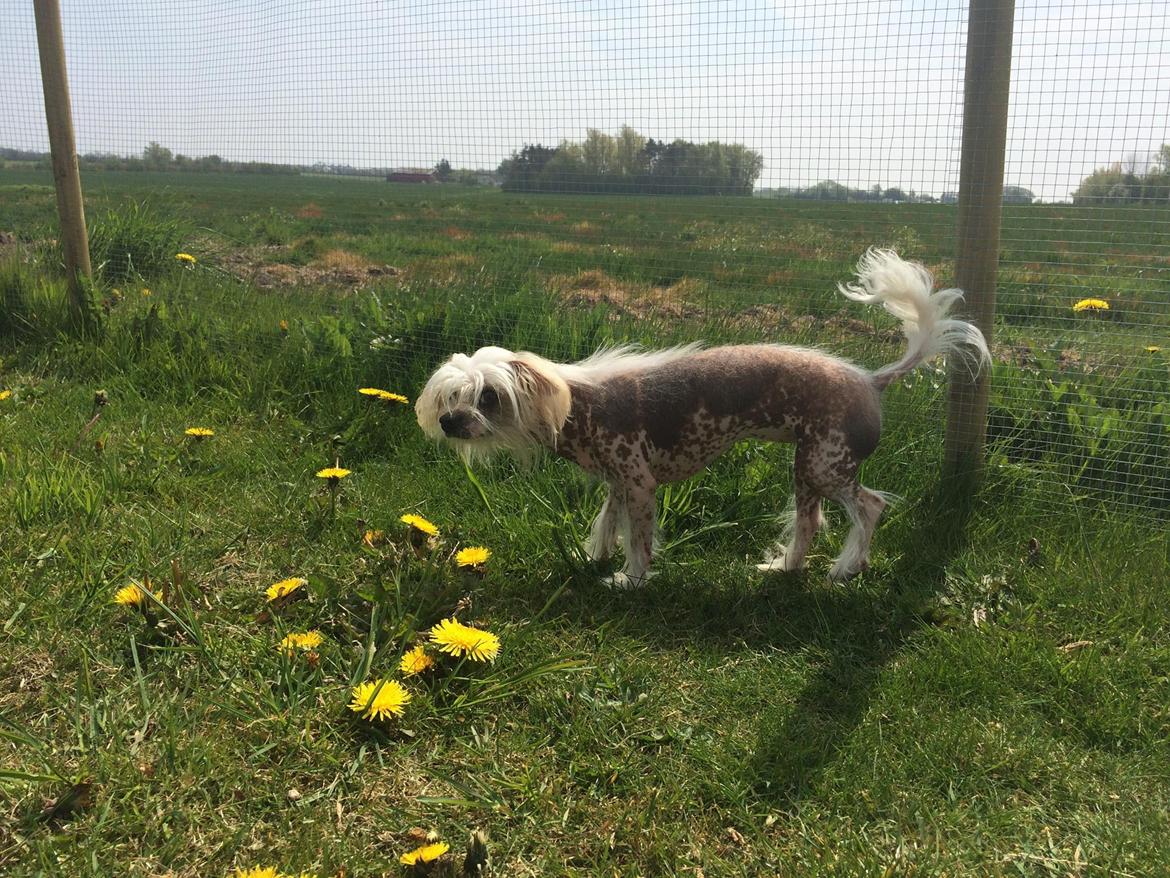 Blanding af racer Chilla billede 24