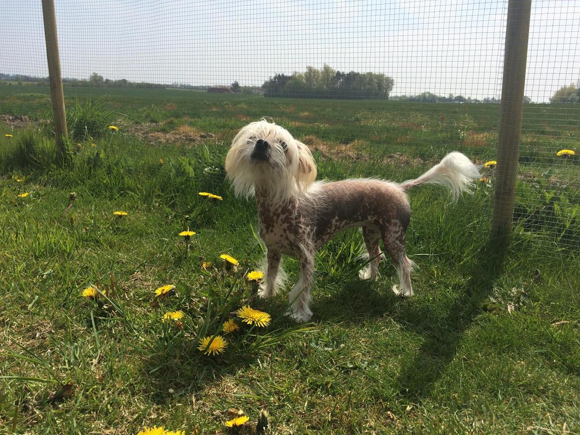 Blanding af racer Chilla billede 25