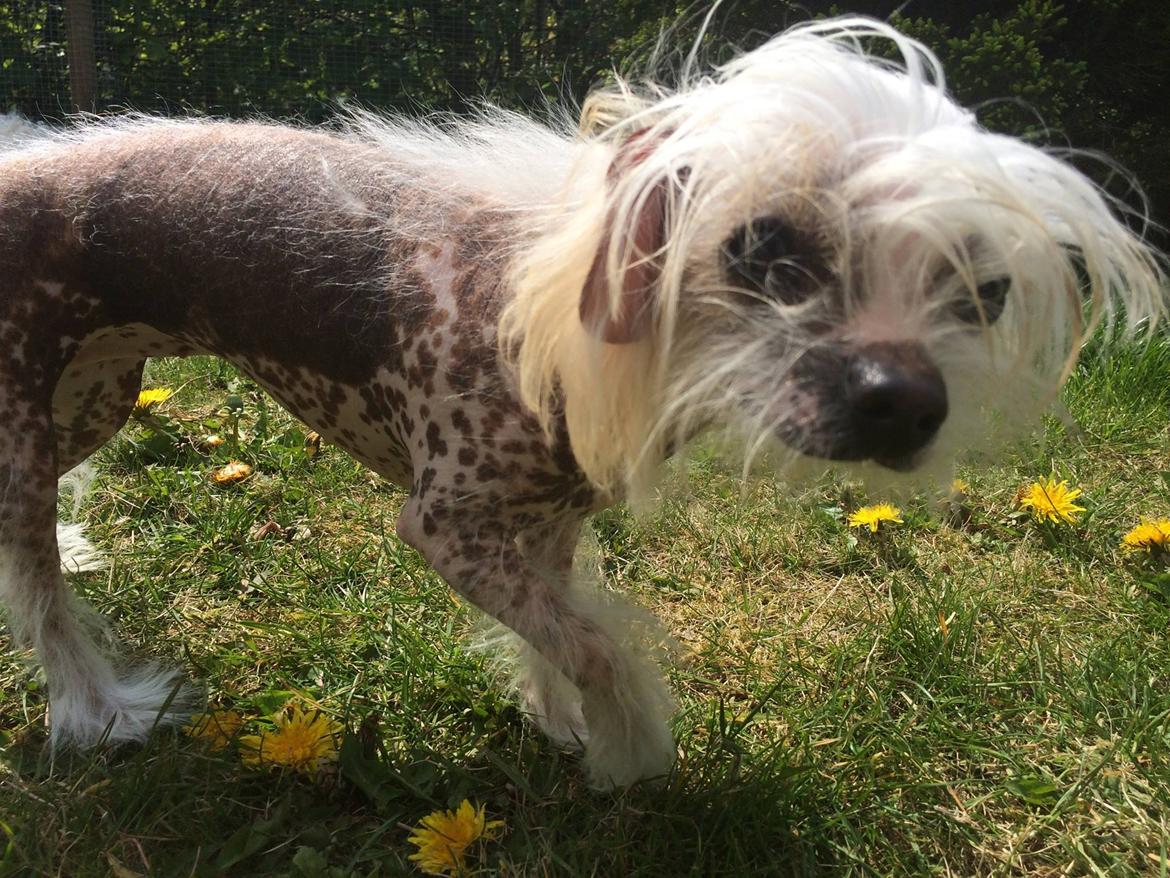 Blanding af racer Chilla billede 23