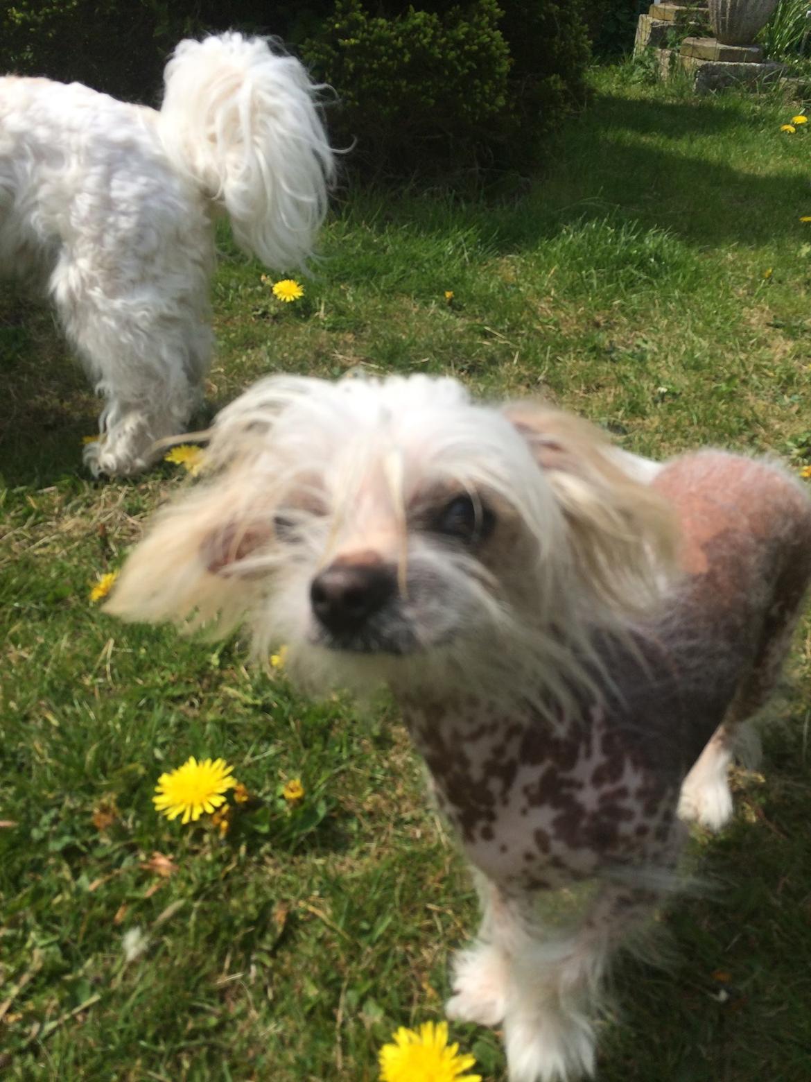 Blanding af racer Chilla billede 27