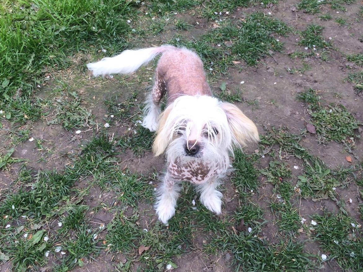 Blanding af racer Chilla billede 28