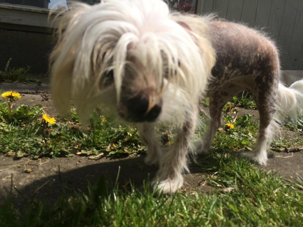 Blanding af racer Chilla billede 26