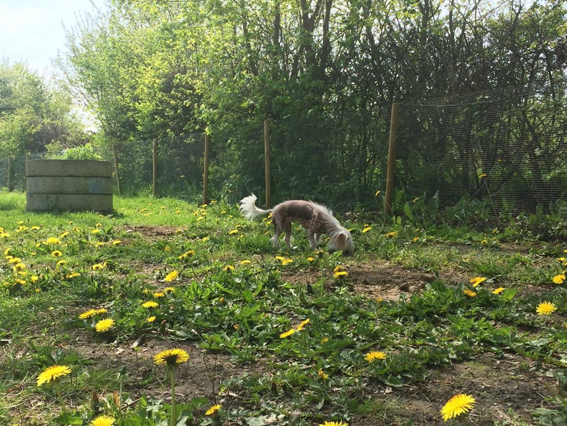 Blanding af racer Chilla billede 30