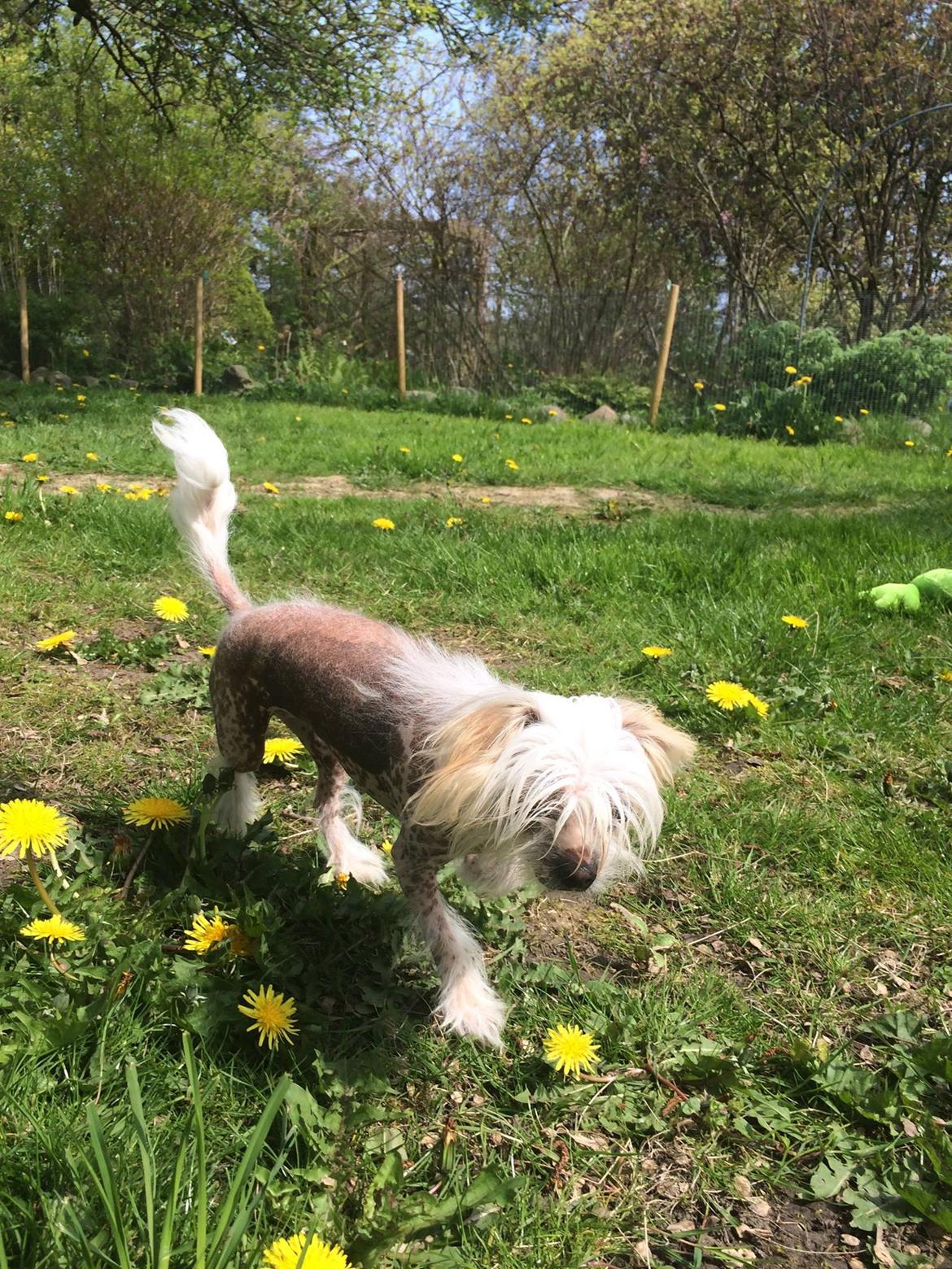 Blanding af racer Chilla billede 29