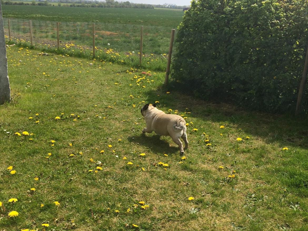 Mops Martha  billede 32