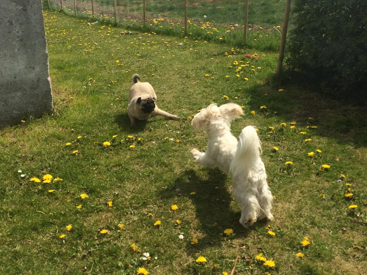 Mops Martha  billede 31