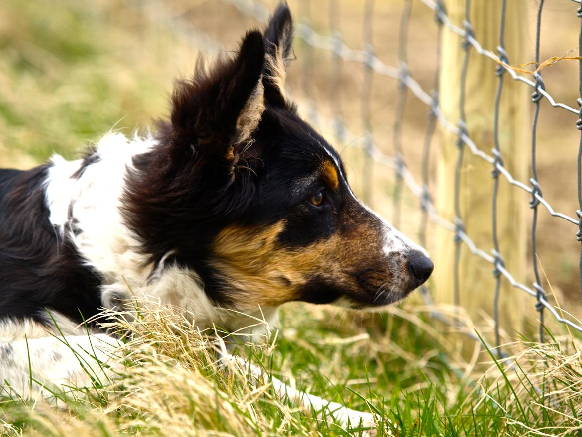 Border collie Saga billede 16