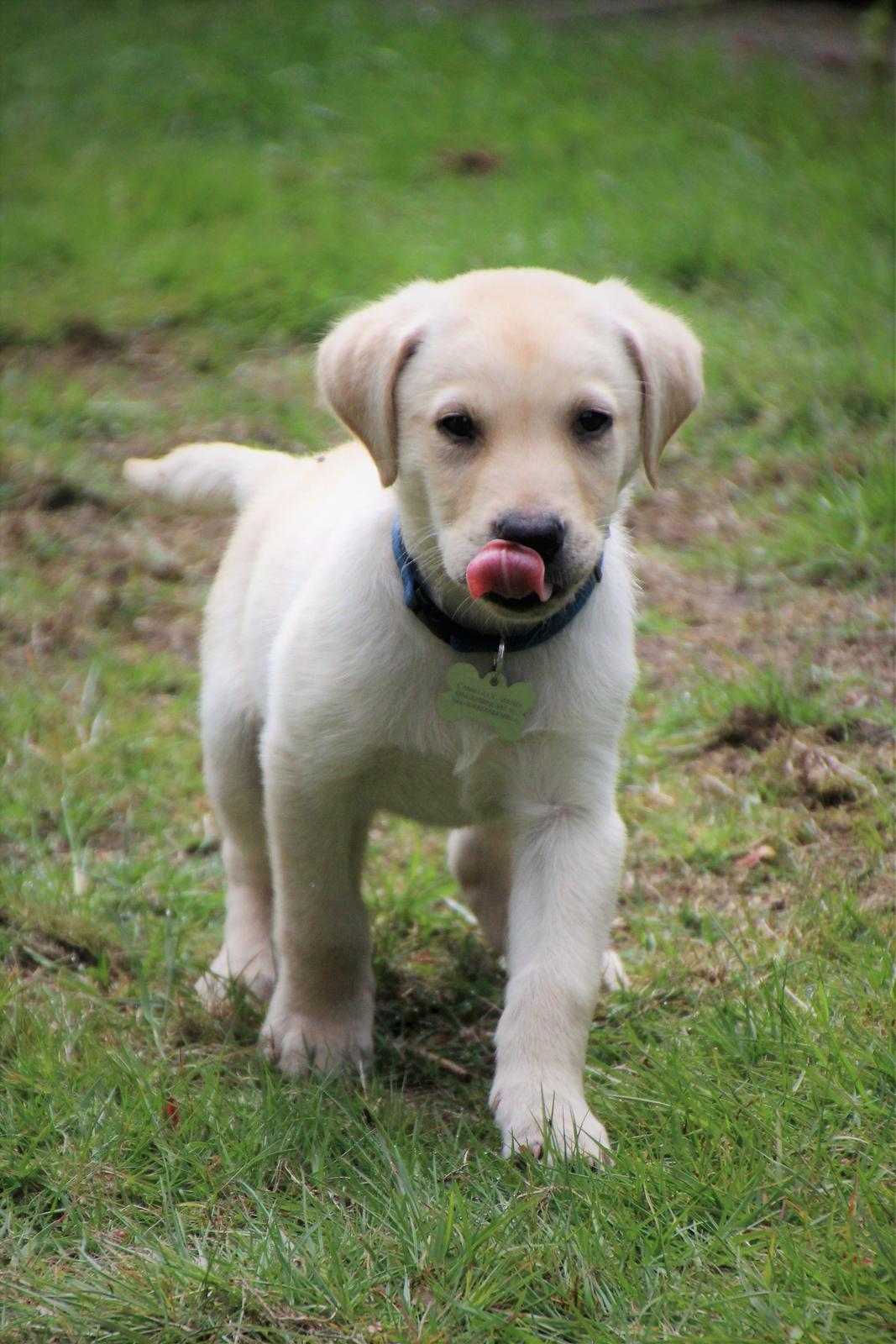 Labrador retriever Max billede 8