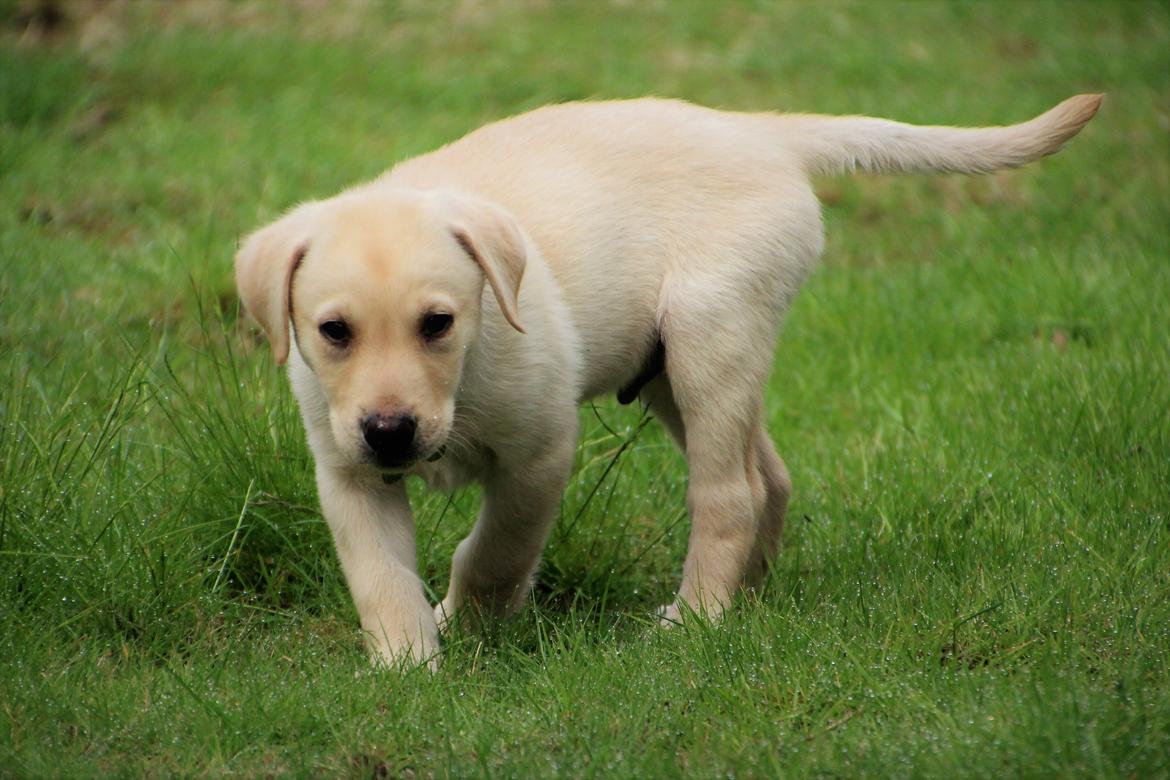 Labrador retriever Max billede 7