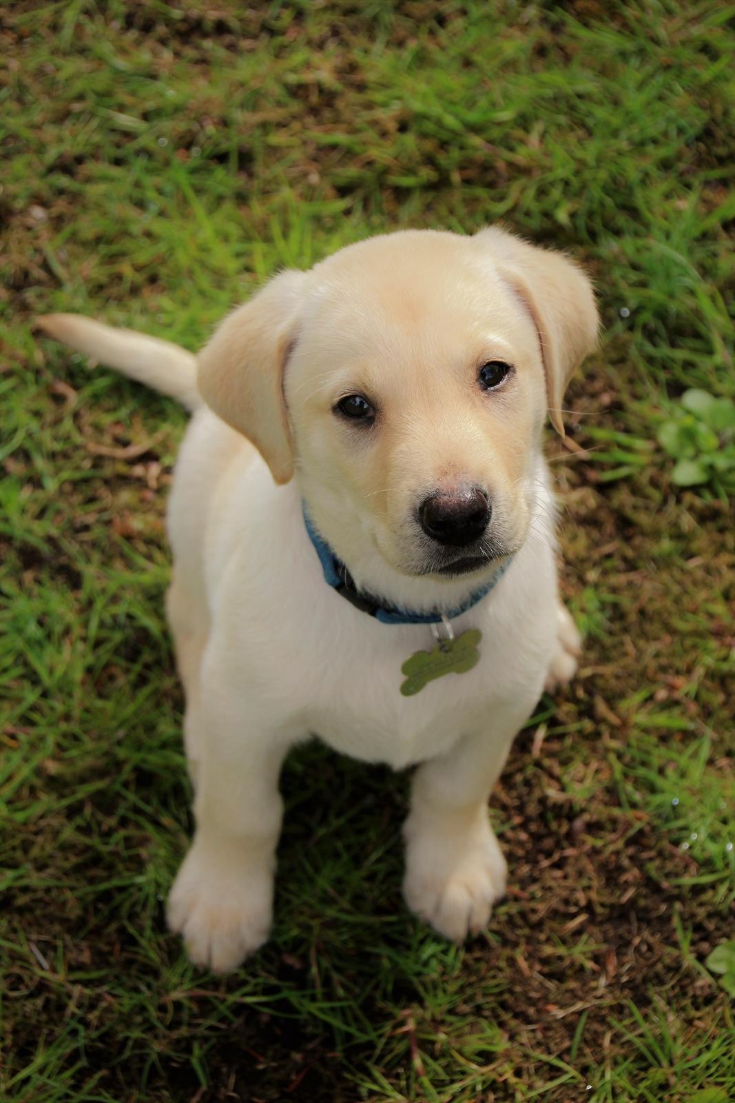 Labrador retriever Max billede 10