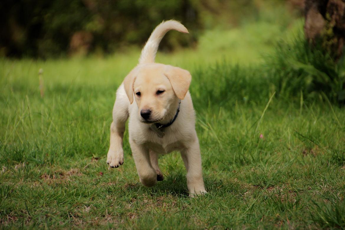 Labrador retriever Max billede 6