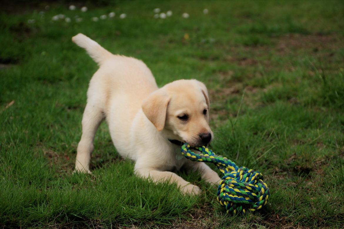 Labrador retriever Max billede 5