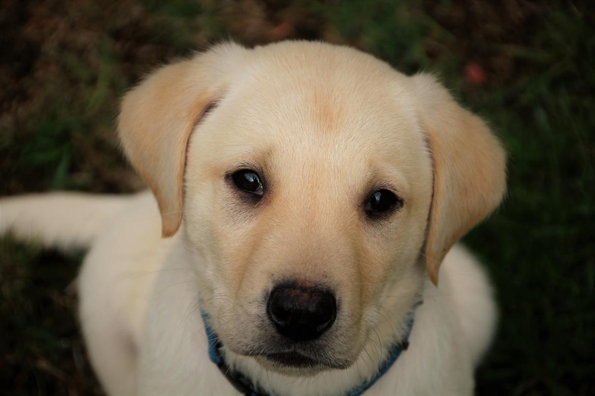 Labrador retriever Max billede 4