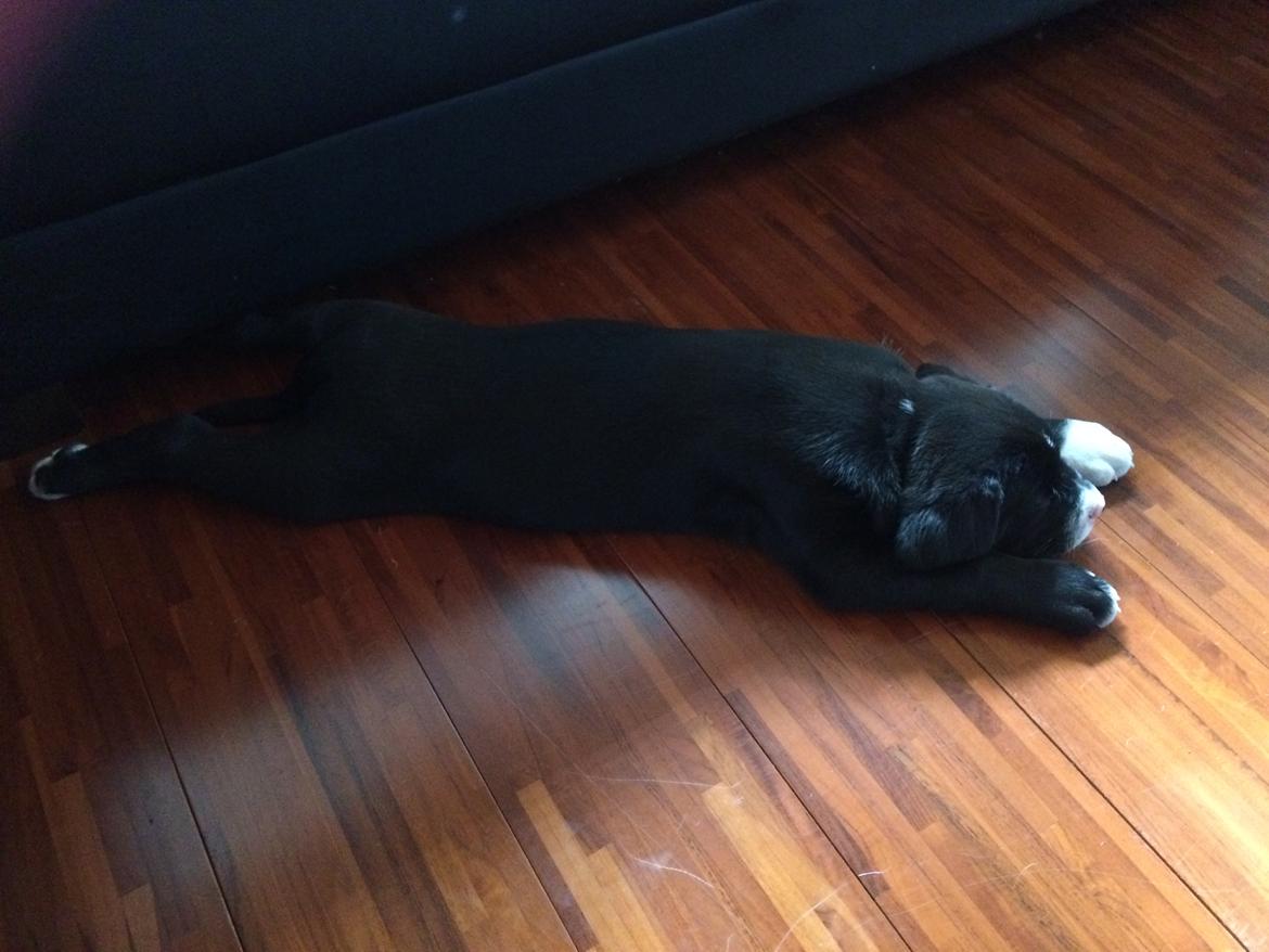 Blanding af racer Sigurd billede 3