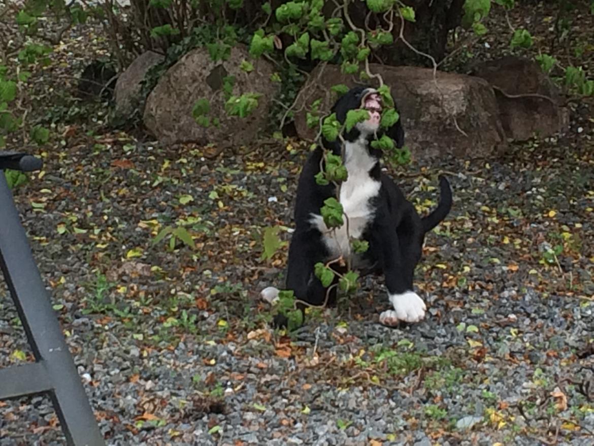 Blanding af racer Sigurd billede 4