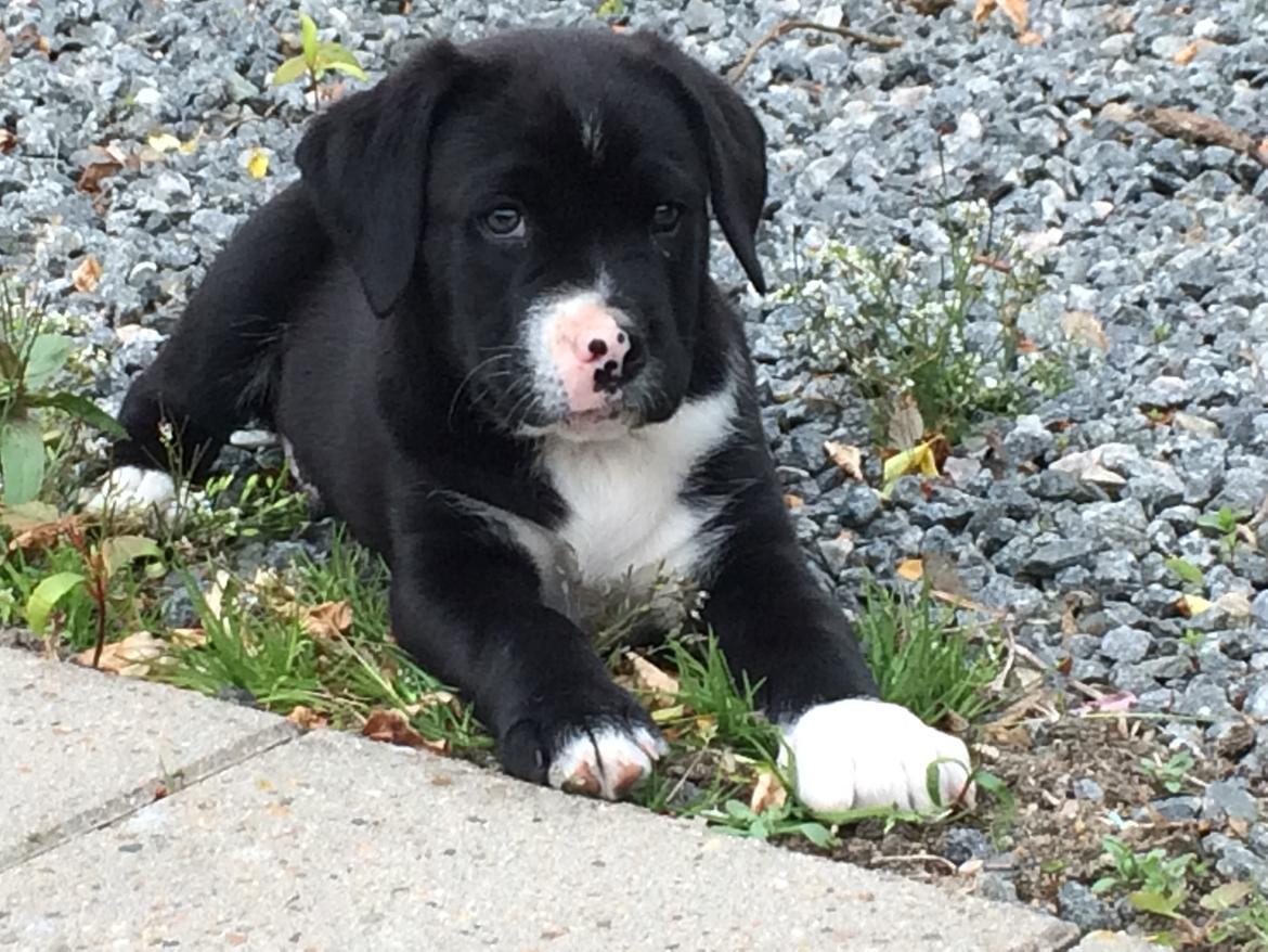 Blanding af racer Sigurd billede 2