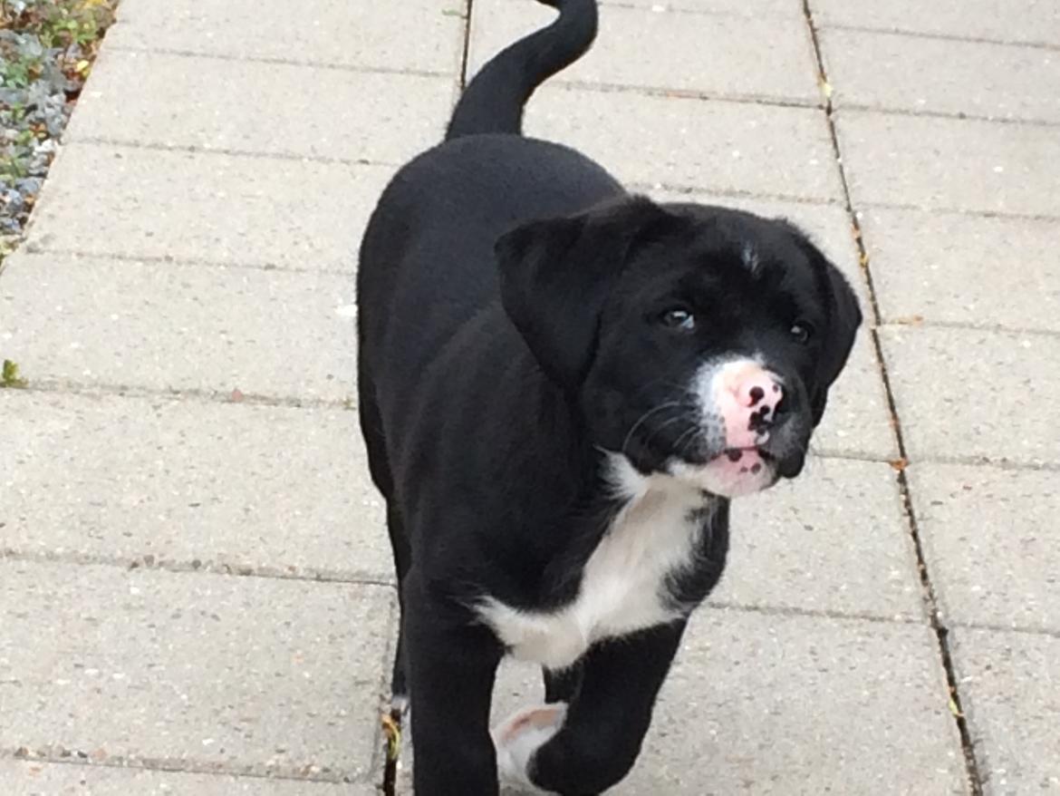 Blanding af racer Sigurd billede 6