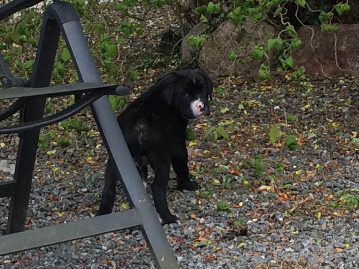 Blanding af racer Sigurd billede 5