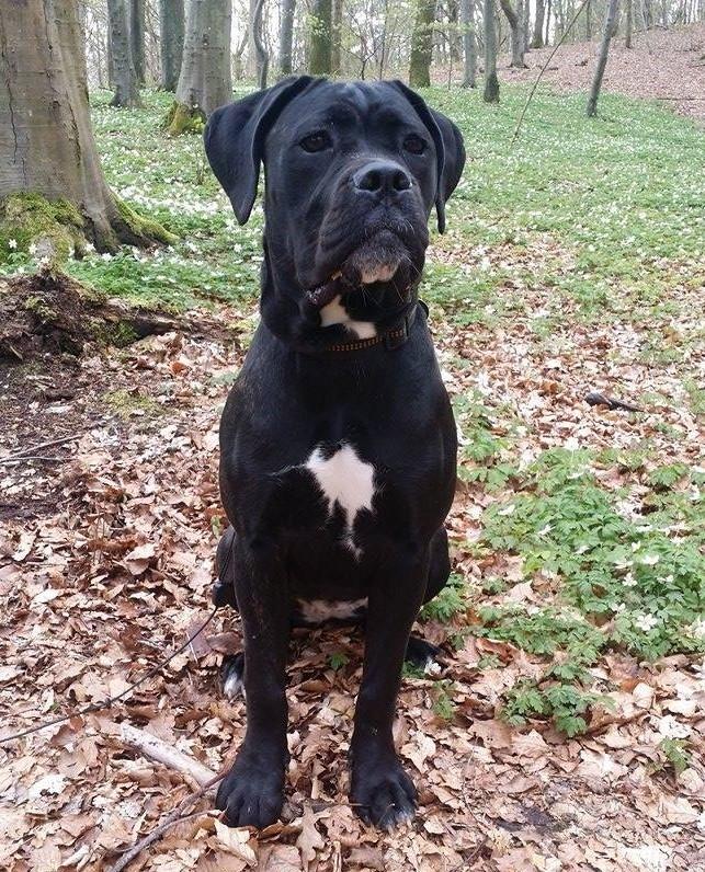 Cane corso Carla * Himmelhund* billede 7