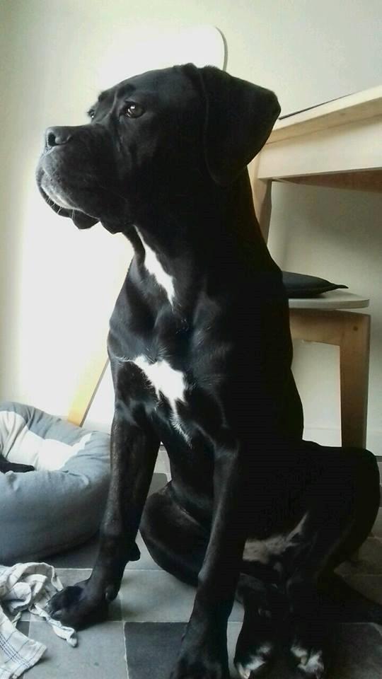 Cane corso Carla * Himmelhund* billede 12