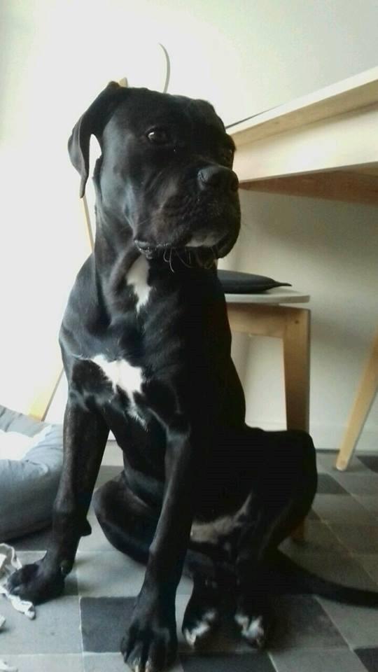 Cane corso Carla * Himmelhund* billede 10