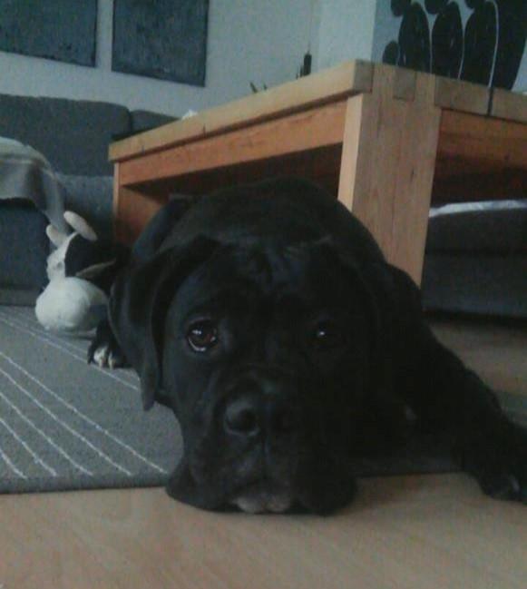 Cane corso Carla * Himmelhund* billede 14
