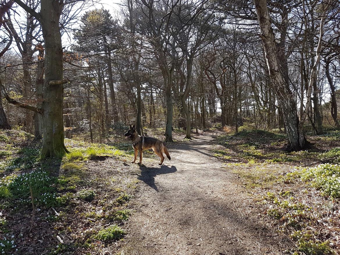 Schæferhund Bayogi Xicki billede 8